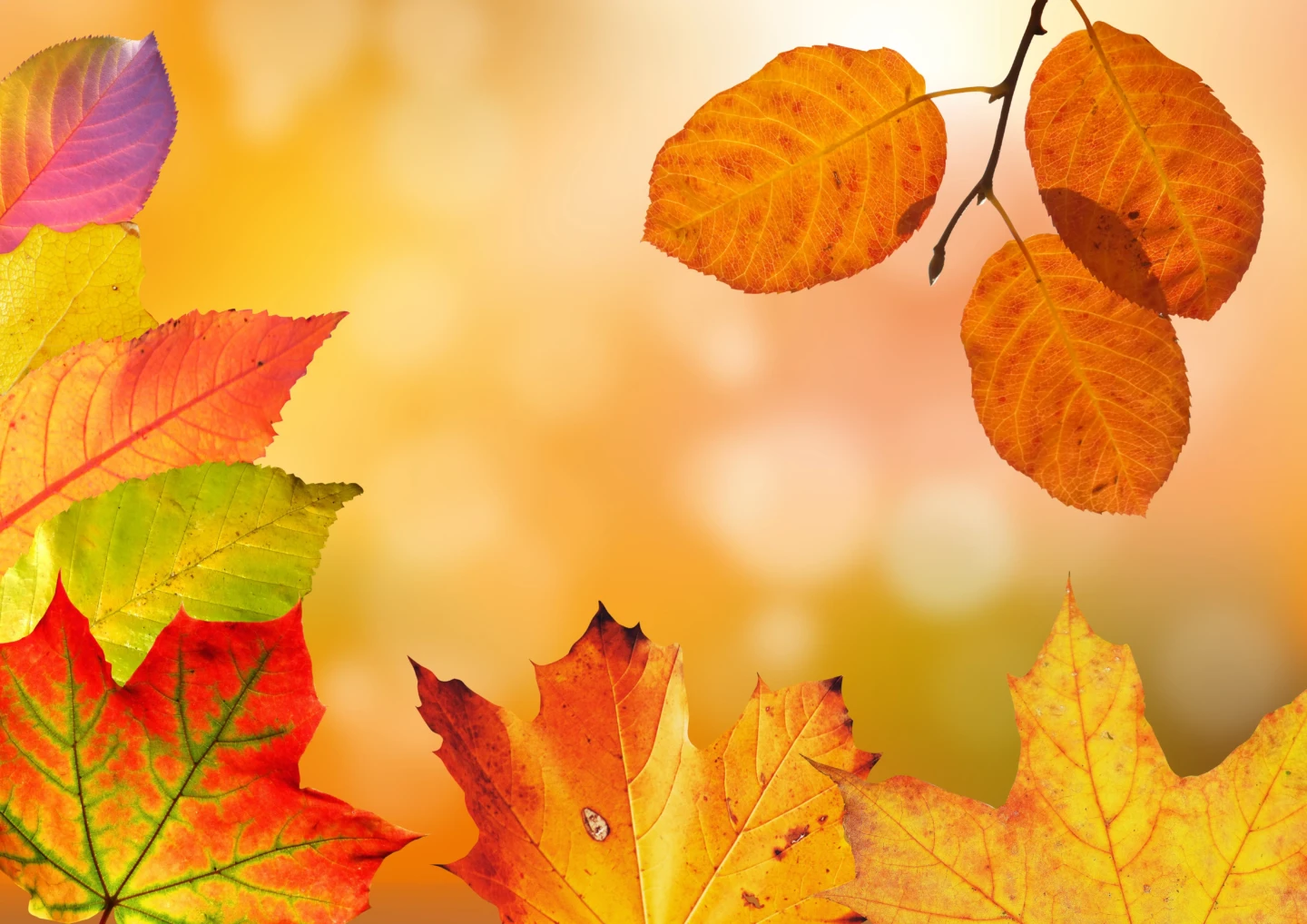 12) Couleurs d'automne